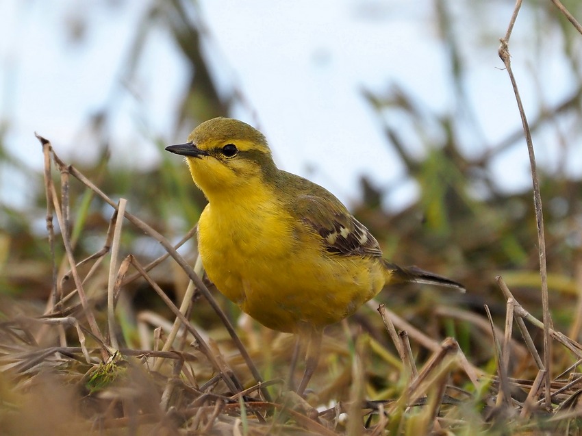 Cutrettola britannica (Motacilla flava flavissima )